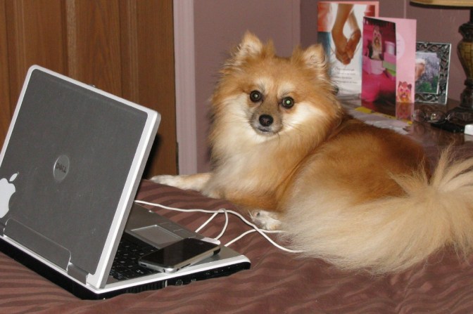 Blogging our little paws off!