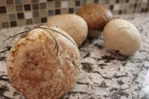 Puffball Mushrooms