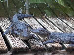 Feed the Alligators! 