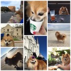 Gluten Free & Pup Friendly